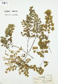 Adiantum raddianum image
