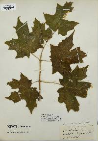 Acer saccharum image