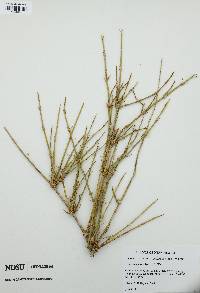 Ephedra trifurca image