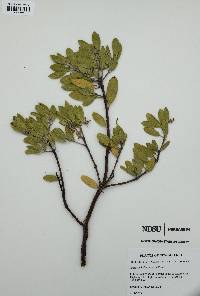 Arctostaphylos pungens image