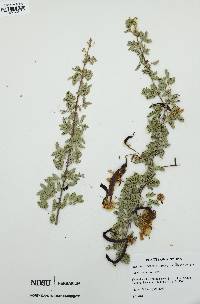 Acacia greggii image