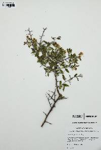 Ceanothus fendleri image