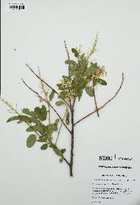 Ceanothus integerrimus image