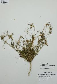 Erodium ciconium image
