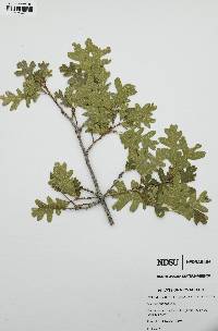 Quercus gambelii image