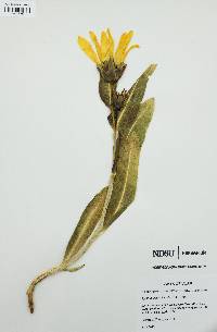 Wyethia amplexicaulis image