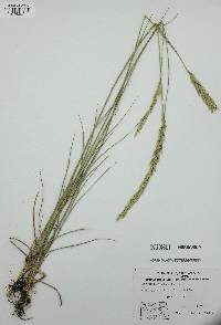 Pascopyrum smithii image