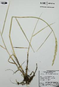 Pascopyrum smithii image