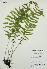 Matteuccia struthiopteris image