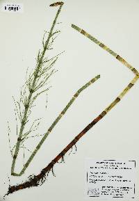 Equisetum fluviatile image