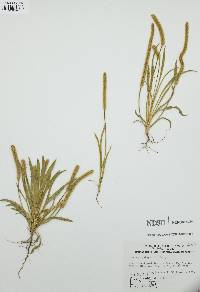Plantago patagonica image