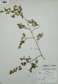 Acanthospermum australe image