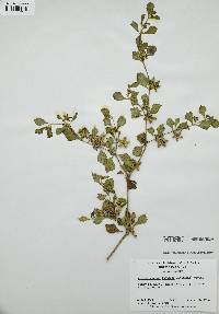 Acanthospermum australe image