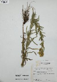 Achillea multiflora image