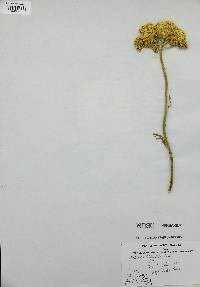 Achillea filipendulina image