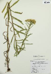 Achillea alpina image