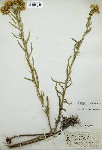 Achillea alpina image