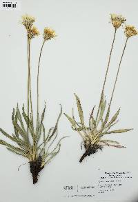 Agoseris glauca image