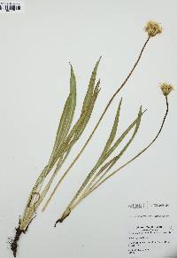 Agoseris glauca image