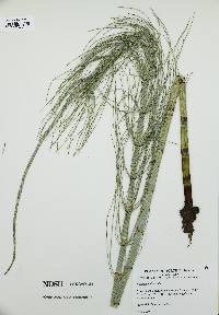 Equisetum fluviatile image