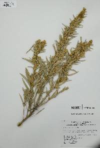 Artemisia cana image