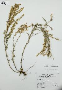 Artemisia frigida image