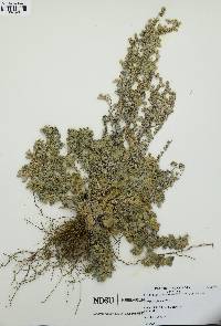 Artemisia frigida image