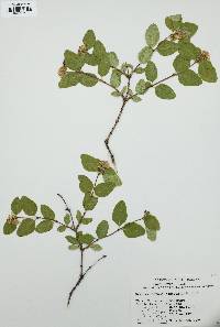 Symphoricarpos occidentalis image