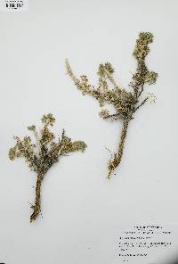 Picrothamnus desertorum image