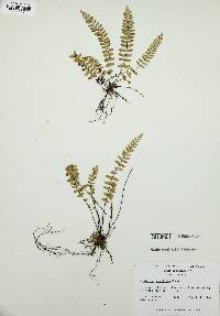 Asplenium resiliens image