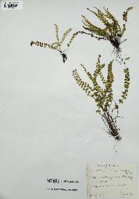 Asplenium adiantum-nigrum image