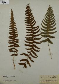 Blechnum occidentale image