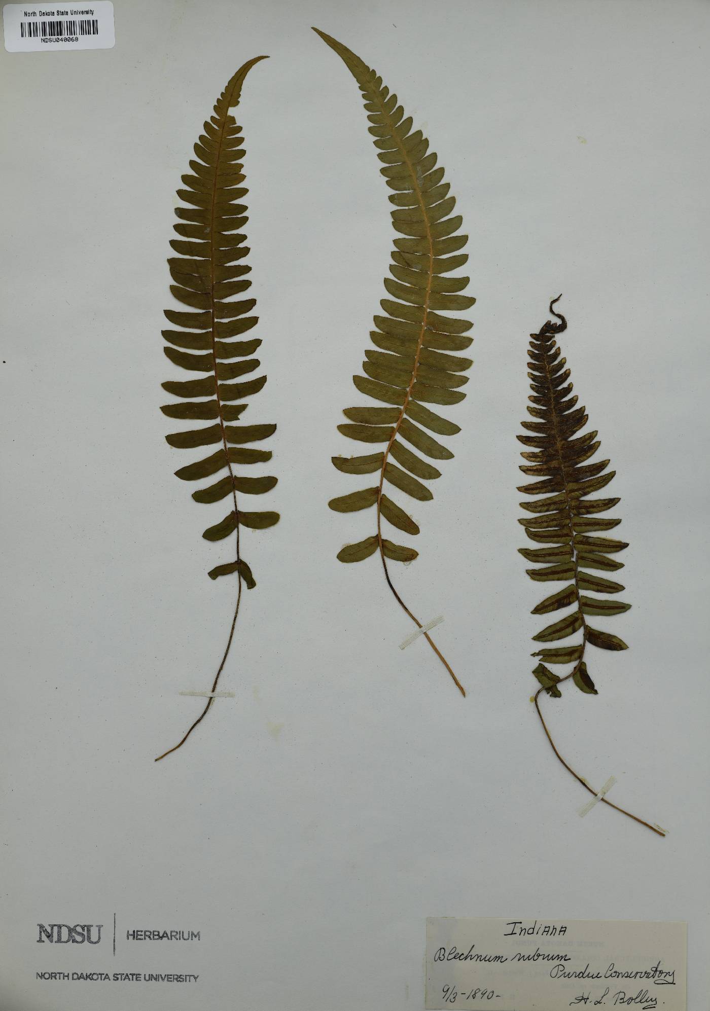 Lomariocycas rufa image