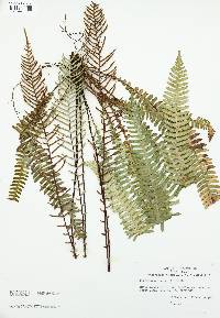 Blechnum spicant image