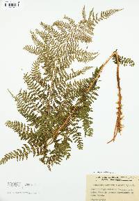 Athyrium alpestre image