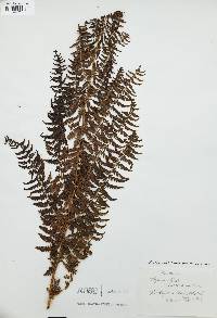 Athyrium americanum image