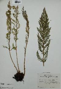 Athyrium americanum image