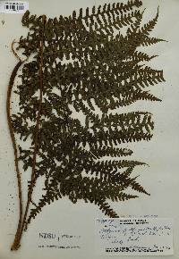 Deparia prolifera image