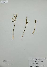 Botrychium lanceolatum image