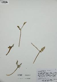 Botrychium matricariifolium image