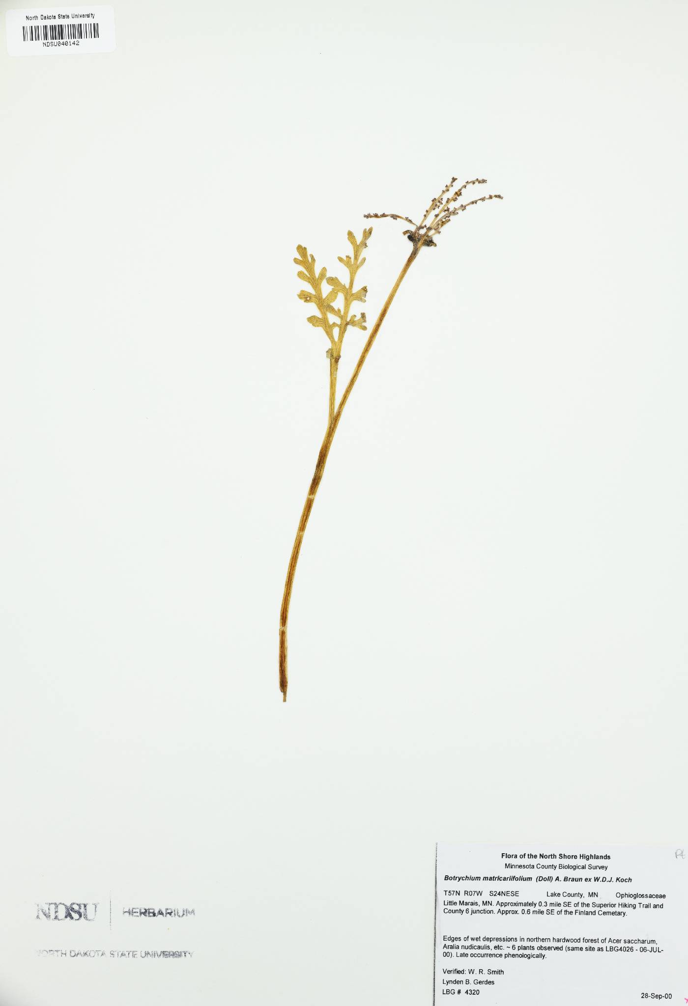 Botrychium matricariifolium image