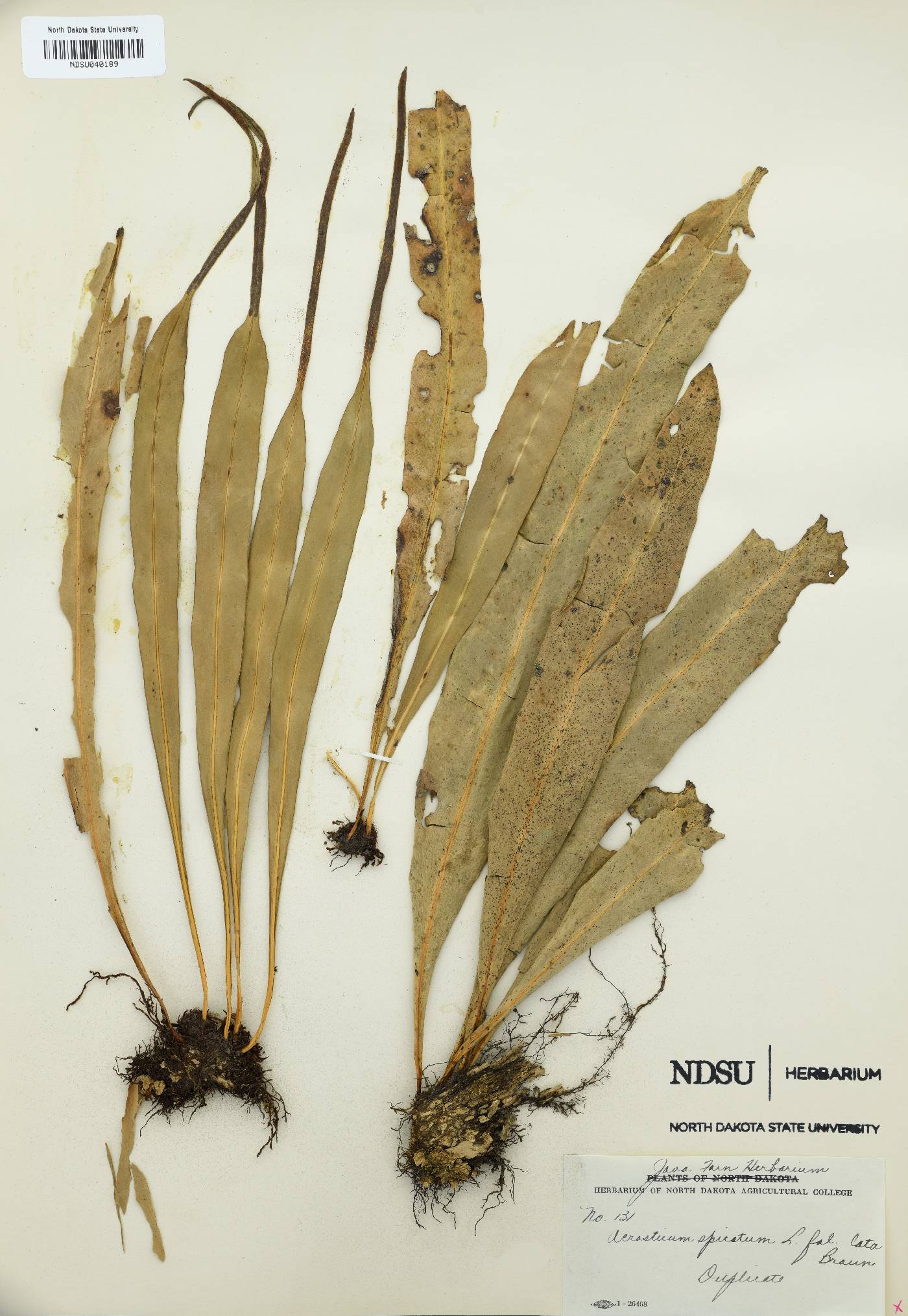 Lepisorus spicatus image