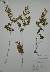 Adiantum capillus-veneris image