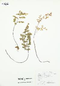 Adiantum capillus-veneris image