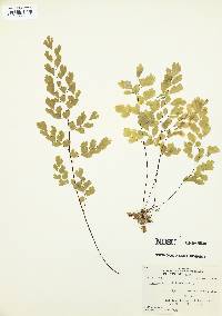 Adiantum capillus-veneris image