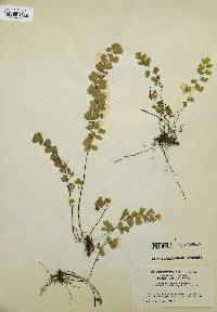 Adiantum capillus-veneris image