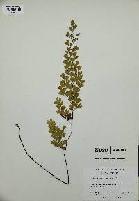 Adiantum capillus-veneris image