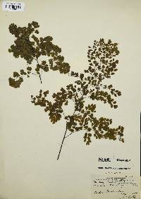 Adiantum raddianum image