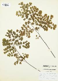 Adiantum raddianum image