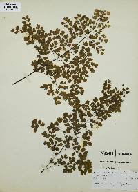 Adiantum raddianum image